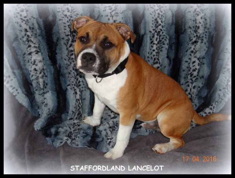 Staffordland Lancelot