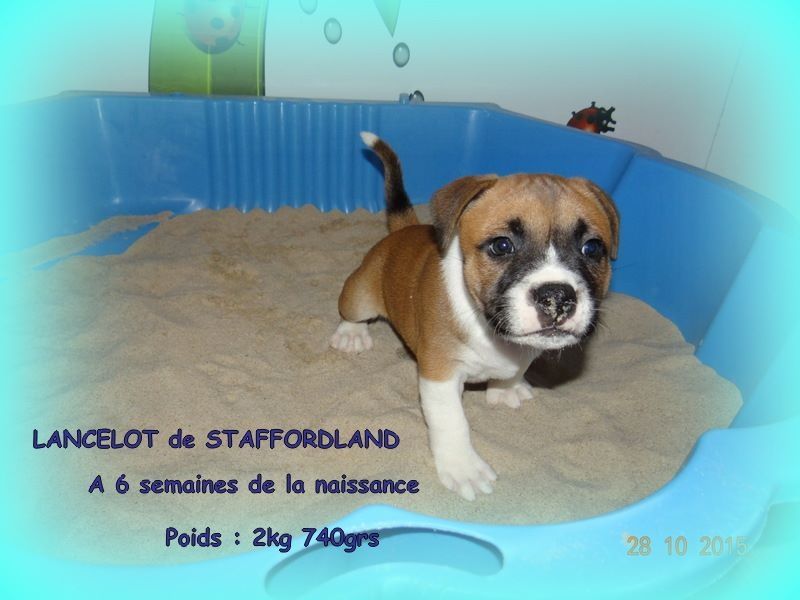 Staffordland Lancelot