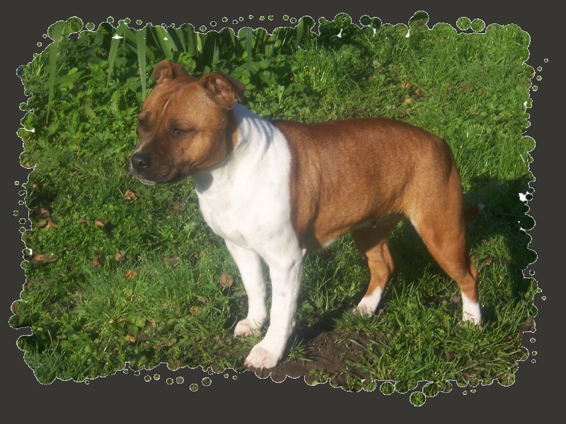 Bodhi-girl de la Lumière de Bregançon