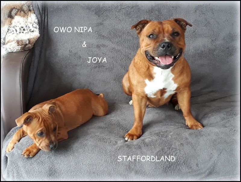 Staffordland Owo nipa