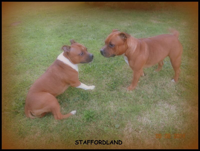 Staffordland Luna