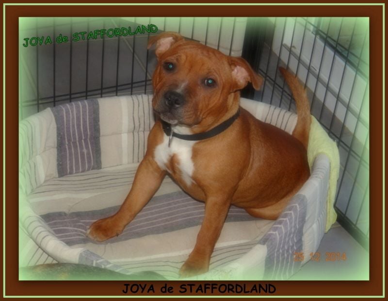 Staffordland Joya