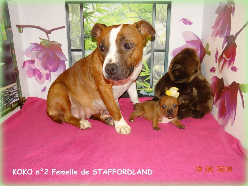 Staffordland Owo nipa