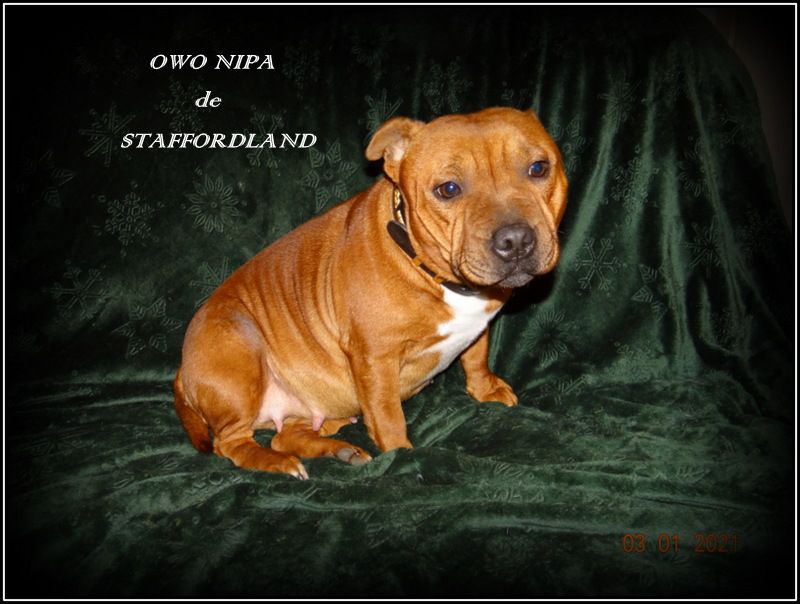 Staffordland Owo nipa