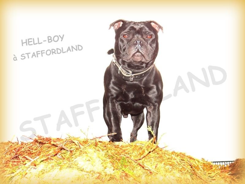 black shamrock Hell-boy