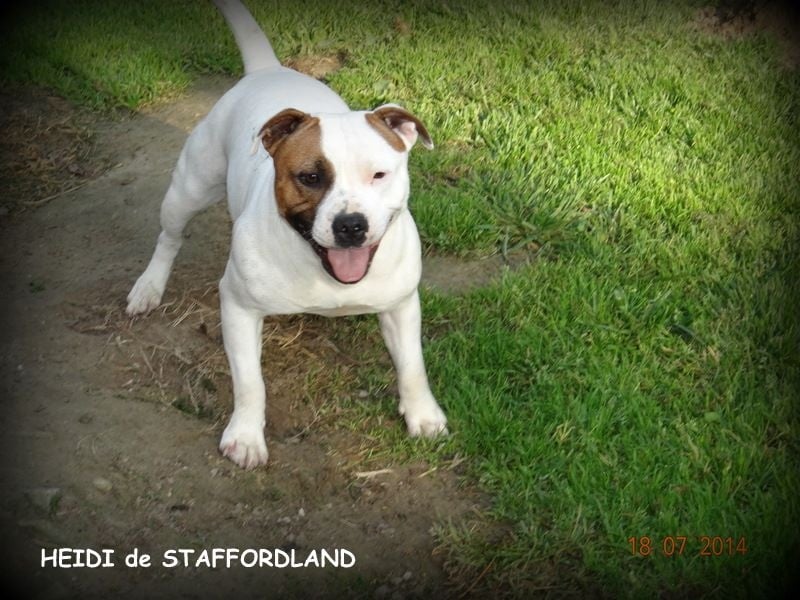 Staffordland Heidi