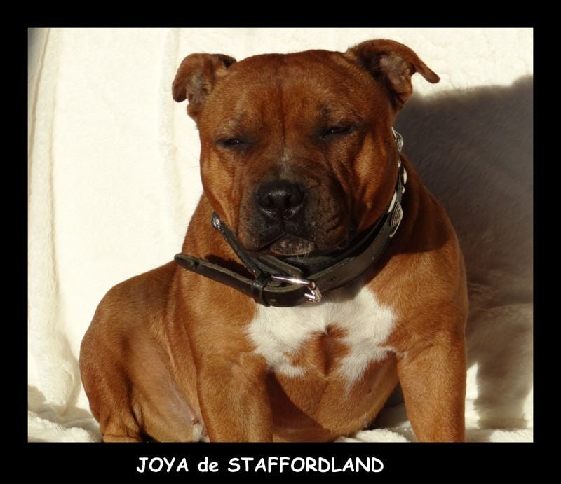 Staffordland Joya