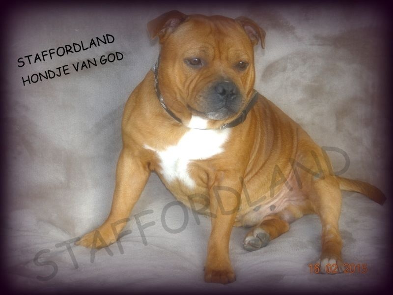 Staffordland Hondje van god
