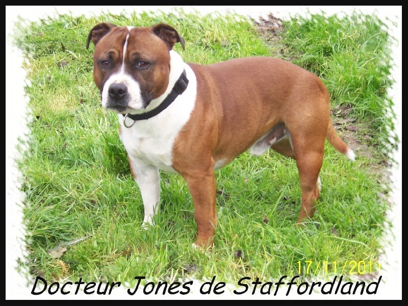 Staffordland Docteur jones