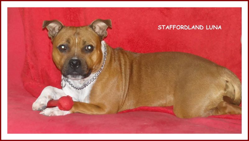 Staffordland Luna