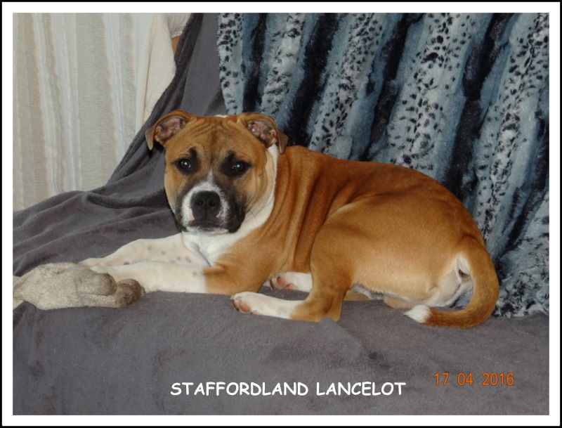 Staffordland Lancelot