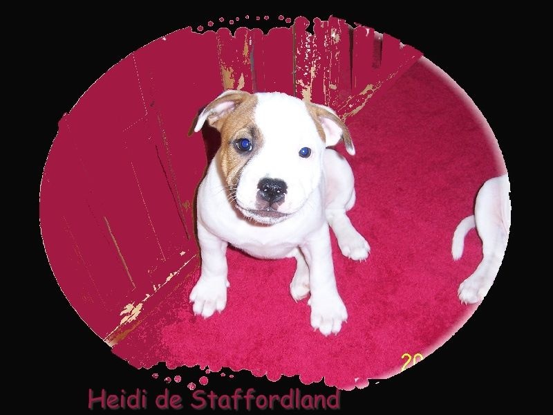 Staffordland Heidi