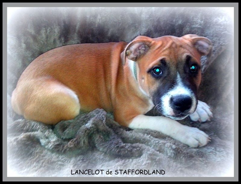 Staffordland Lancelot