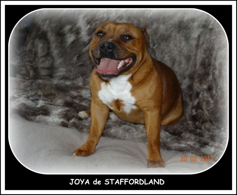 Staffordland Joya