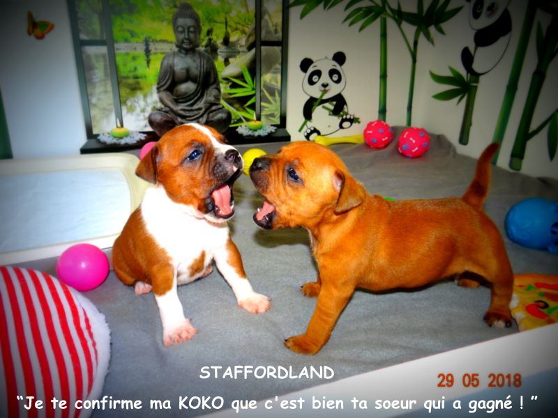 Staffordland Owo nipa