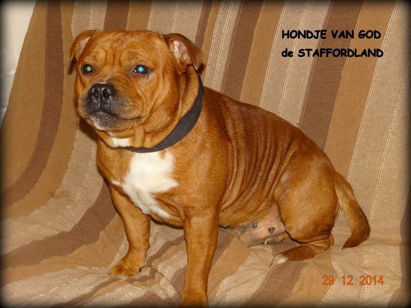 Staffordland Hondje van god