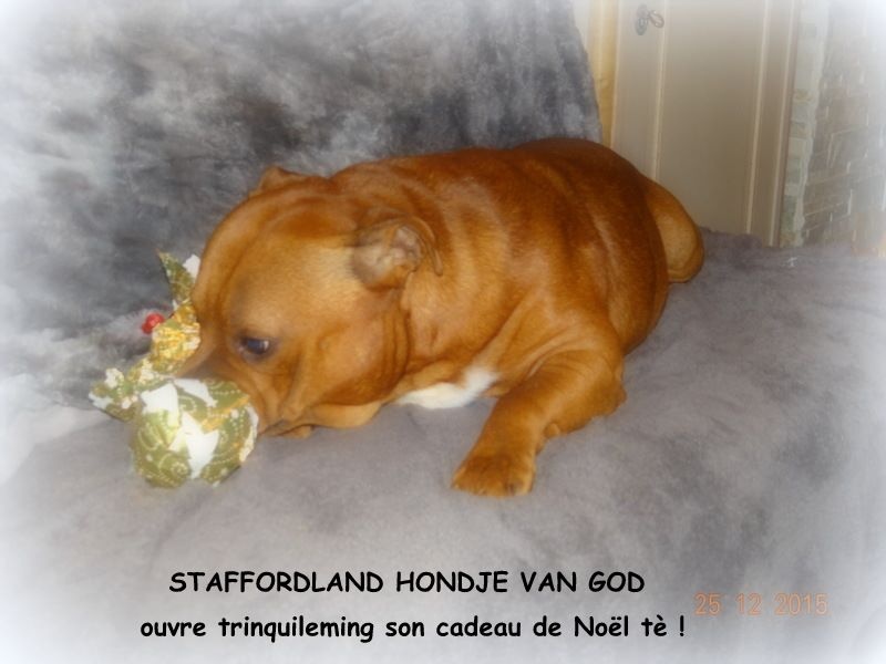 Staffordland Hondje van god