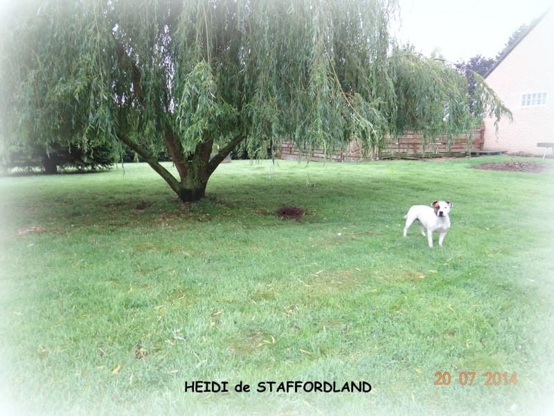 Staffordland Heidi