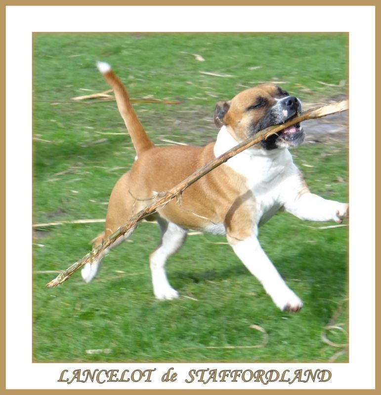 Staffordland Lancelot