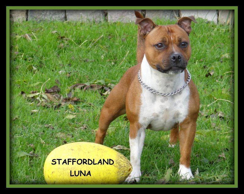 Staffordland Luna