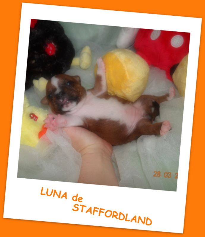Staffordland Luna