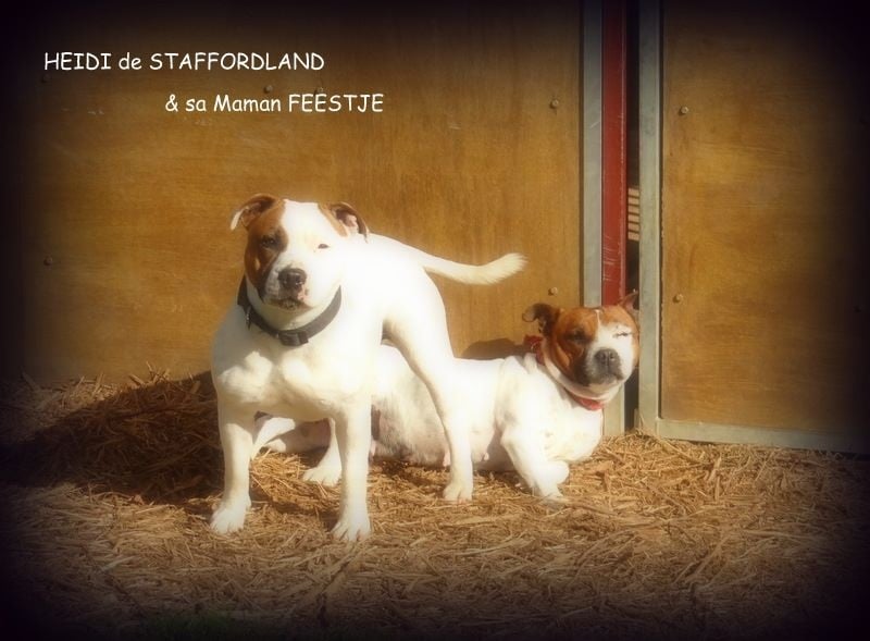 Staffordland Heidi