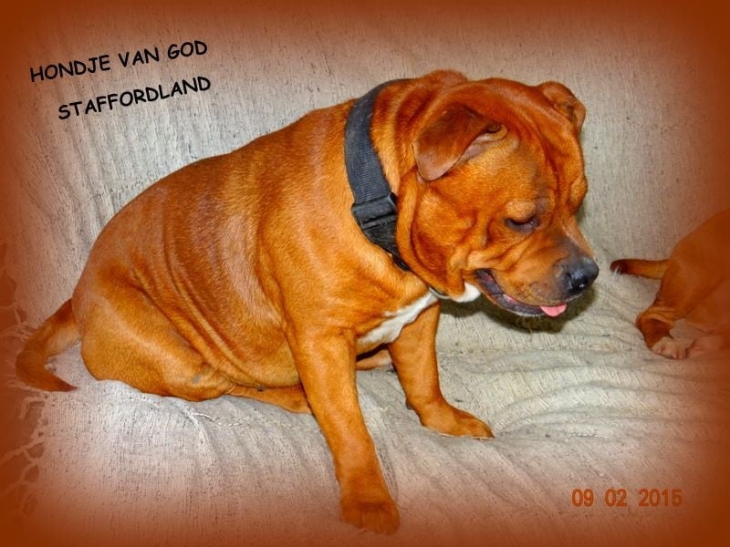 Staffordland Hondje van god