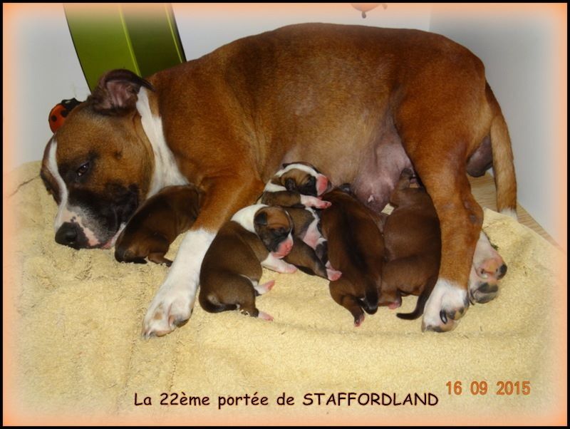 Staffordland Lancelot
