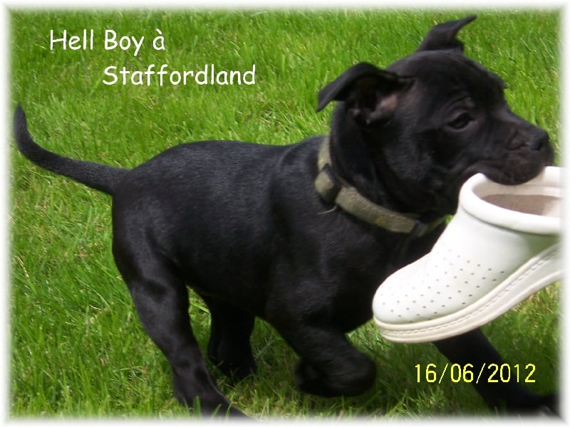 black shamrock Hell-boy