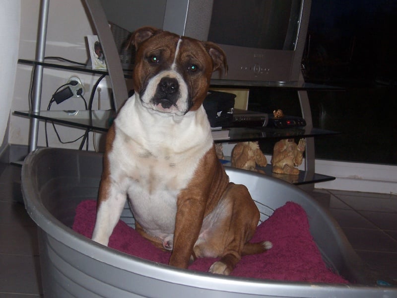 Staffordland Docteur jones