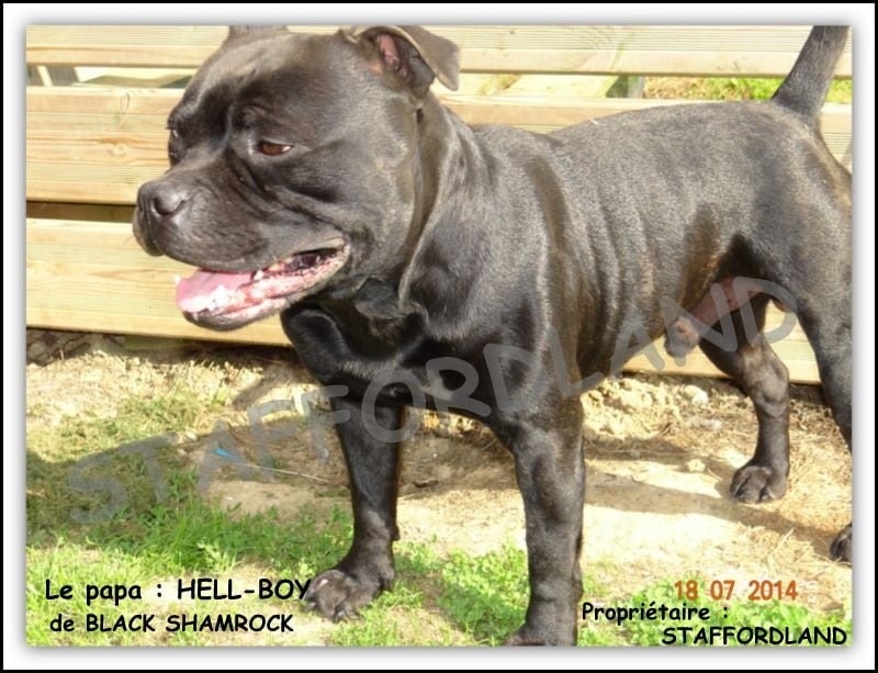 black shamrock Hell-boy