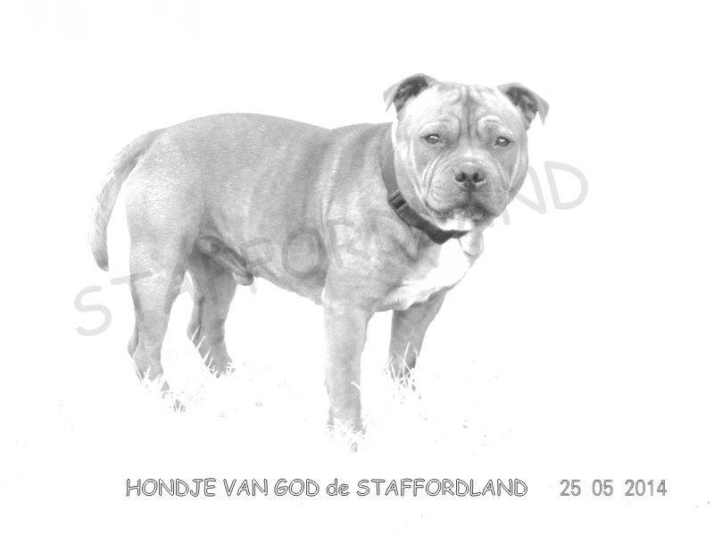 Staffordland Hondje van god