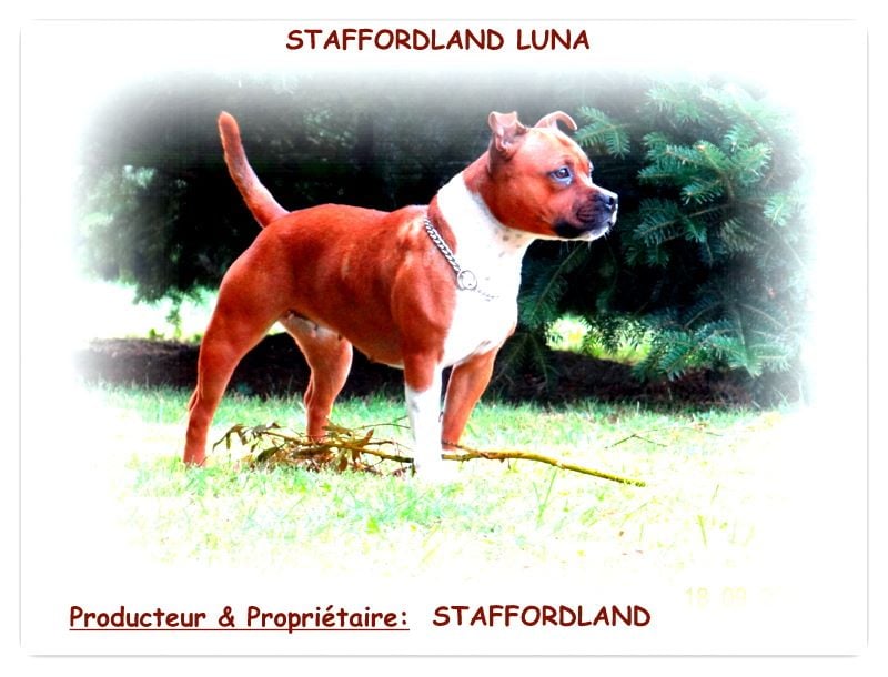 Staffordland Luna