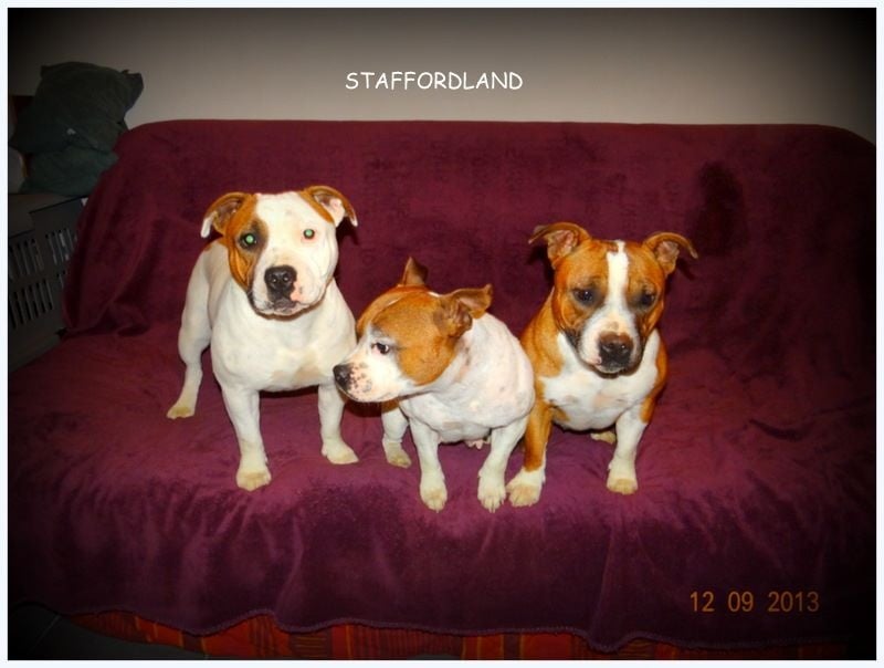 Staffordland Hathor
