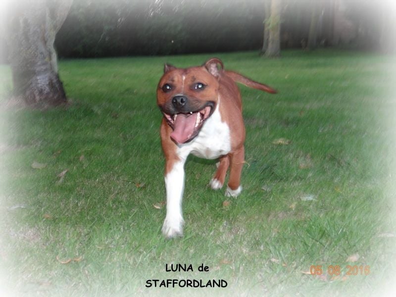 Staffordland Luna