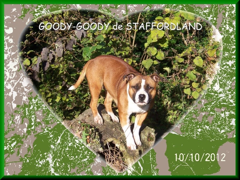 Staffordland Goody-goody