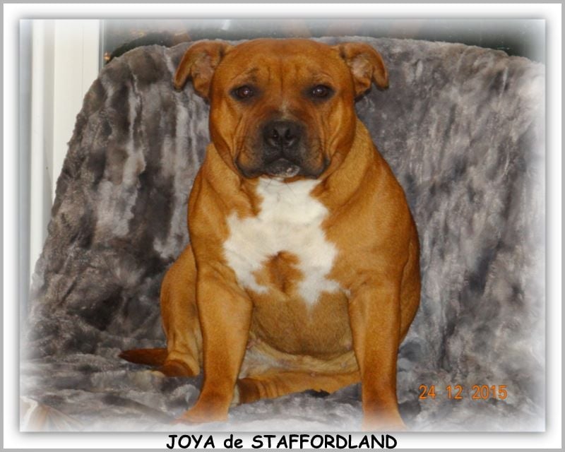 Staffordland Joya