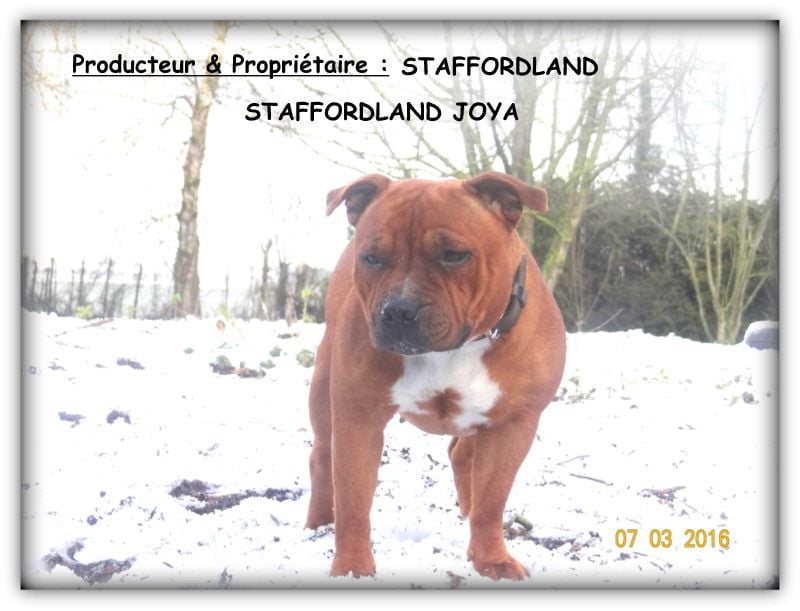 Staffordland Joya
