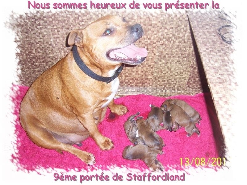 Staffordland Hondje van god