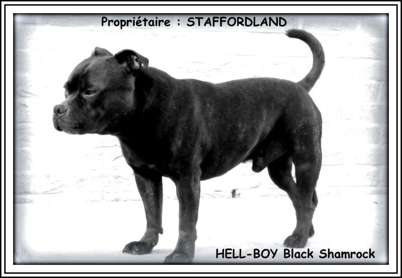 black shamrock Hell-boy
