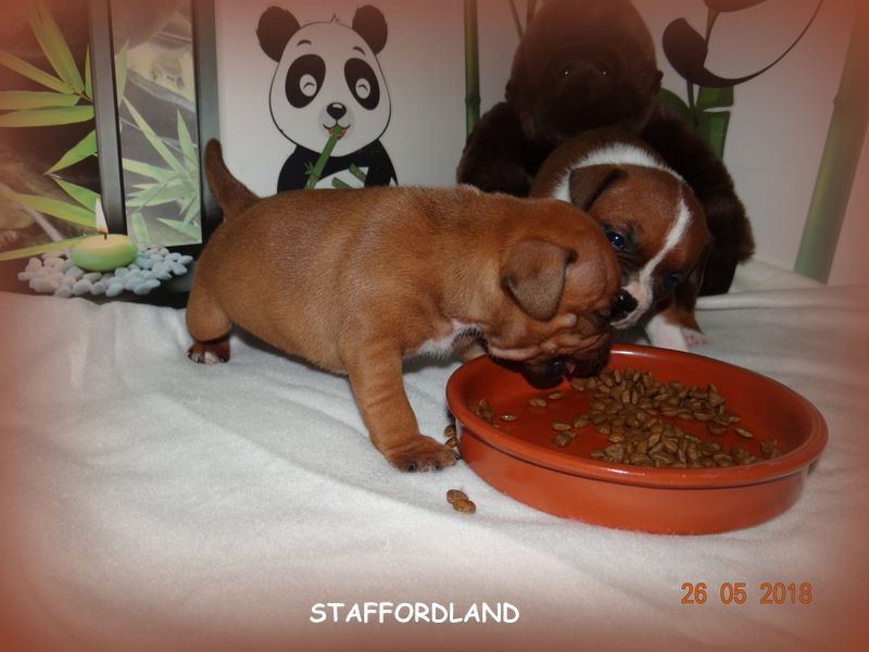 Staffordland Owo nipa