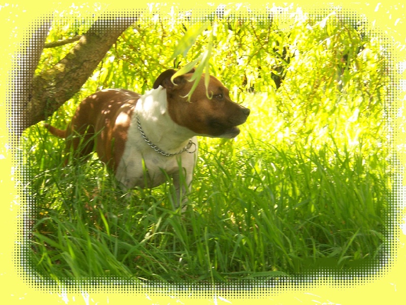 Bodhi-girl de la Lumière de Bregançon