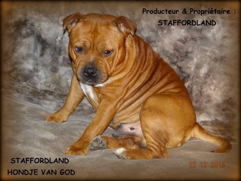 Staffordland Hondje van god