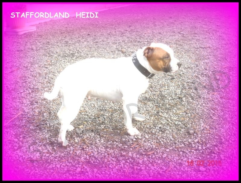 Staffordland Heidi
