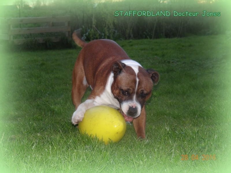 Staffordland Docteur jones