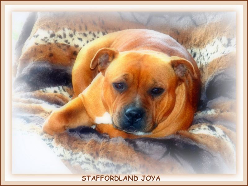Staffordland Joya