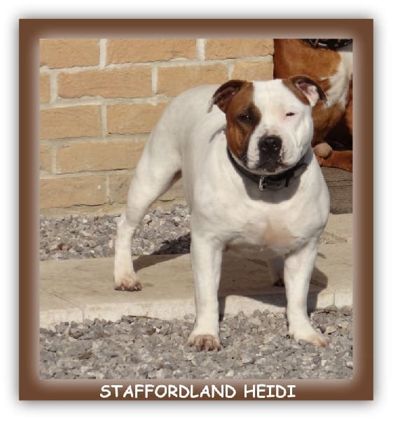 Staffordland Heidi