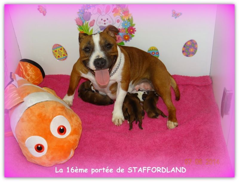 Staffordland Joya