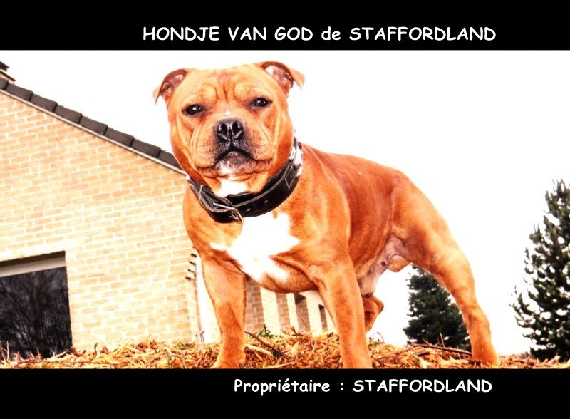 Staffordland Hondje van god