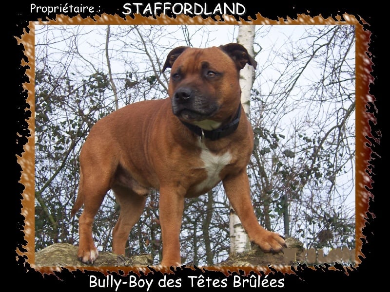 Bully-boy Des têtes brulées